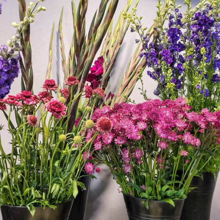 ZOMERBLOEMEN —